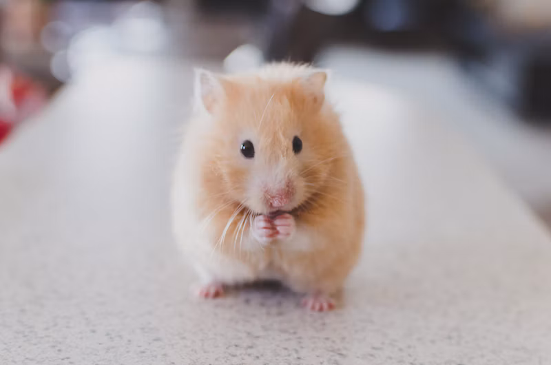 Condicionador Pet